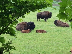 Bison
