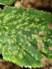 Septoria aegopodii