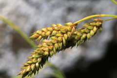 Carex peiktusani