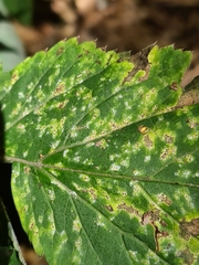 Septoria aegopodii