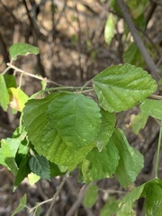 Acalypha glabrata glabrata