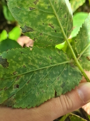 Septoria aegopodii