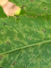 Septoria aegopodii