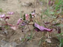 Commicarpus chinensis