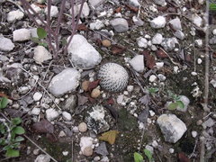 Mammillaria pectinifera