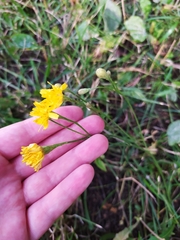 Scorzoneroides autumnalis