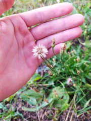 Scorzoneroides autumnalis
