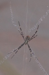Argiope dietrichae