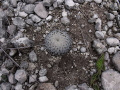 Mammillaria pectinifera