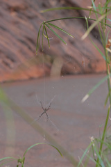 Argiope dietrichae