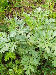 Artemisia absinthium