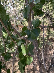 Plectroniella armata