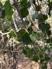 Plectroniella armata