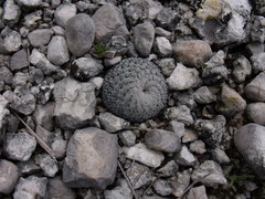 Mammillaria pectinifera