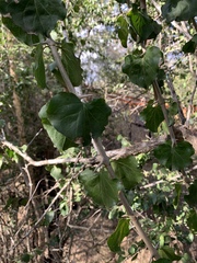 Plectroniella armata