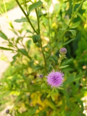 Cirsium arvense