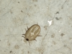 Rhipicephalus sanguineus