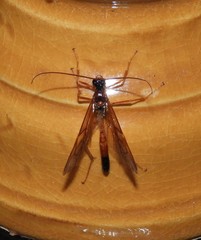 Ctenopelmatinae