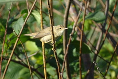 Acrocephalus palustris