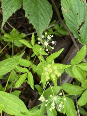 Aralia hispida