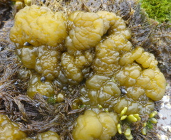 Ectocarpales