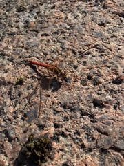 Sympetrum vulgatum
