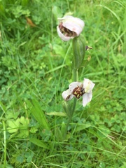 Ophrys apifera