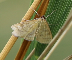 Mecyna flavalis