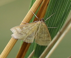 Mecyna flavalis