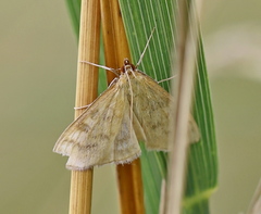 Mecyna flavalis