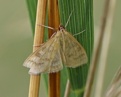 Mecyna flavalis