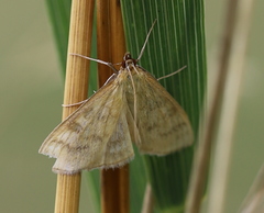 Mecyna flavalis