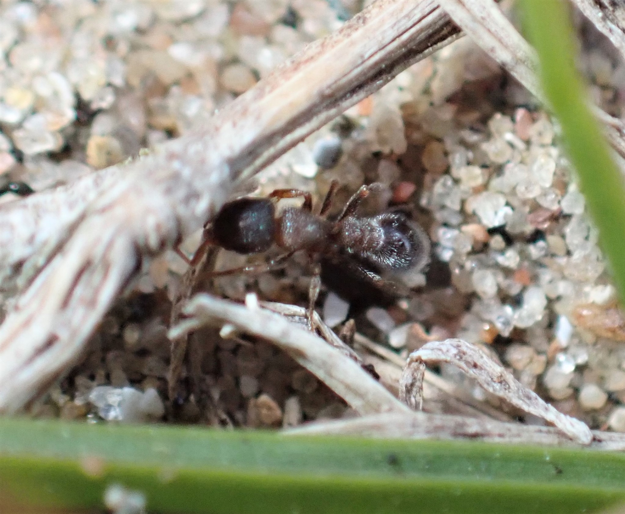 Tetramorium eminii