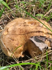 Paxillus involutus