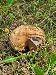 Paxillus involutus