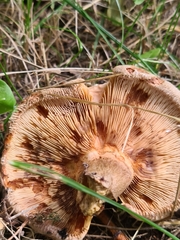 Paxillus involutus