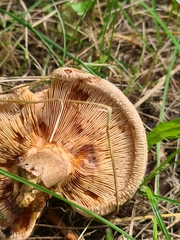 Paxillus involutus