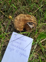 Paxillus involutus