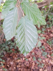 Fagus sylvatica