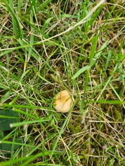 Marasmius oreades