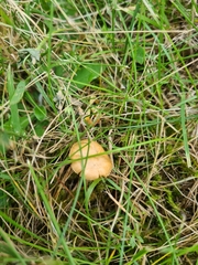 Marasmius oreades