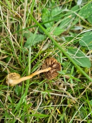 Marasmius oreades