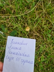 Marasmius oreades