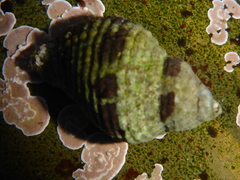 Acanthinucella