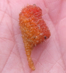 Boltenia villosa