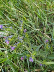 Echium vulgare