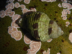 Acanthinucella