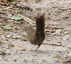 Dasyornis brachypterus