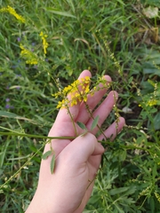 Melilotus officinalis