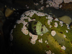 Acanthinucella